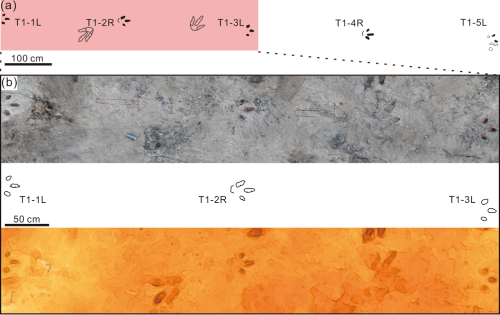 Distribution map showing the trackway T1 and nearby footprints, (b) Photograph, line drawings, and false-colored depth maps of the first three footprints of T1 (with colors ranging from yellow to brown indicating increasing footprint depth). Distribution map showing the trackway T1 and nearby footprints, (b) Photograph, line drawings, and false-colored depth maps of the first three footprints of T1 (with colors ranging from yellow to brown indicating increasing footprint depth).